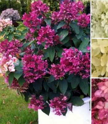 Гортензія волотиста "Petite Lantern" 