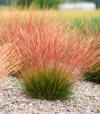 Festuca glauca "Sunrise" 