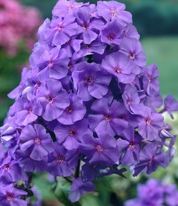 Флокс "Sweet Summer Ocean" 
