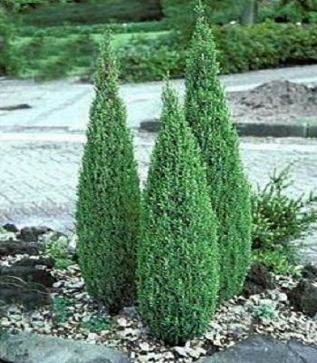 Ялівець звичайний "Suecica Nana" 