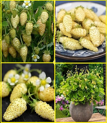 Суниця лісова "Yellow Wonder"