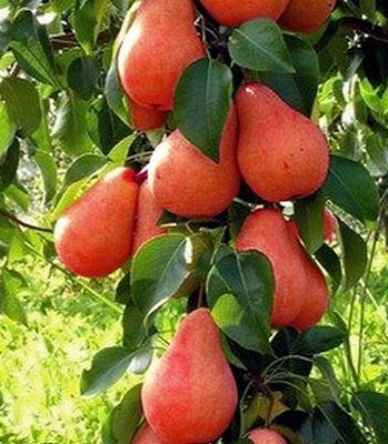 Груша колоновидна "Кармен" (Привита форма)