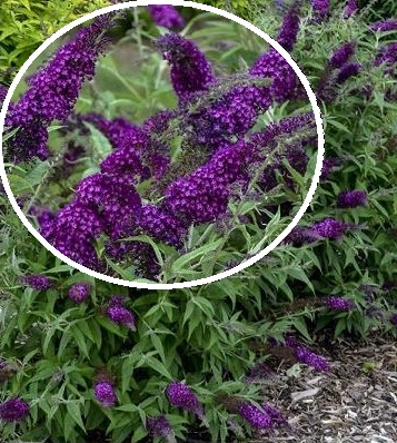 Будлея Давида "Magenta Munchkin" 