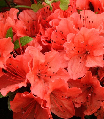 Азалія японська "Geisha Orange" 