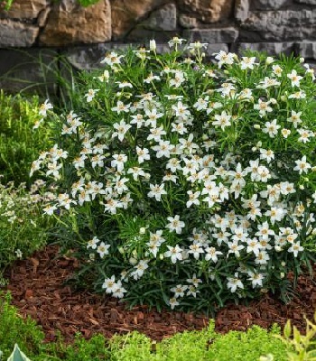 Шуазія "Tiny Dancer"