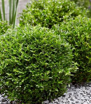 Жимолость блискуча "Garden Clouds' Green Breeze"