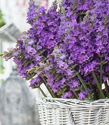 Лавандин "Sensational"