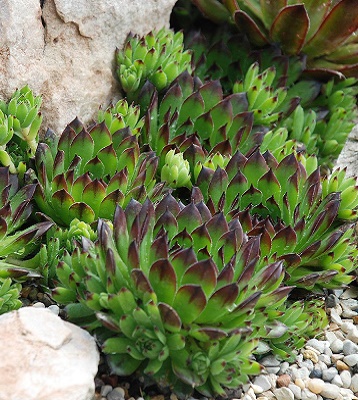 Молодило "Reinhard"