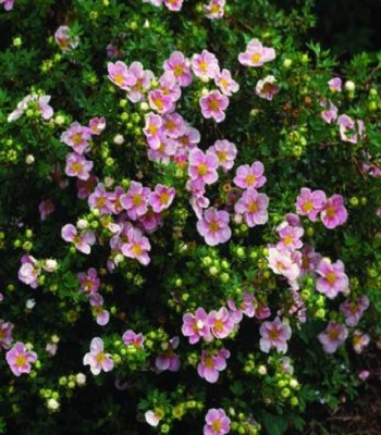 Лапчатка кущова "Floppy Disk" 