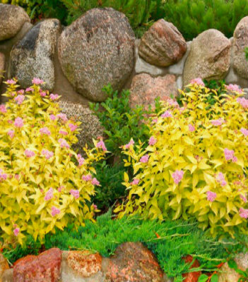 Спірея японська "Golden Princess" 