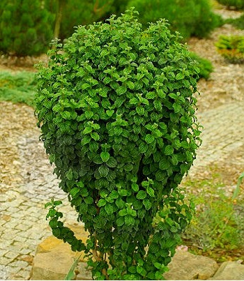 Дерен червоний "Compressa" 