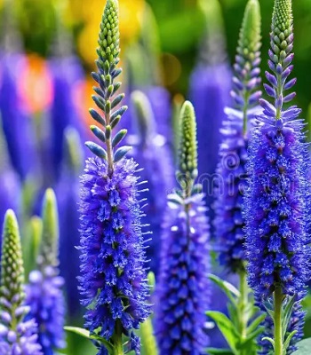 Вероніка "Ulster Dwarf Blue" 