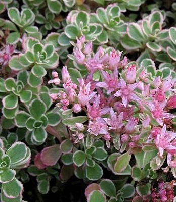 Очиток "Variegatum"