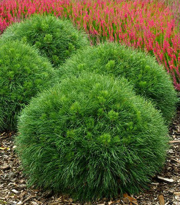 Сосна гірська "Varella" (Привита) 