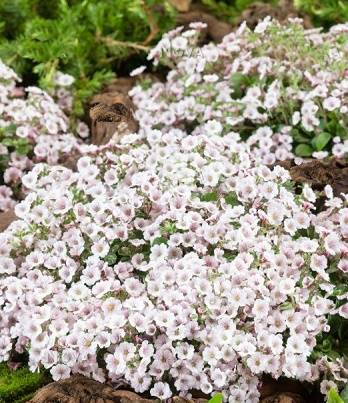 Гіпсофіла ясколковидна