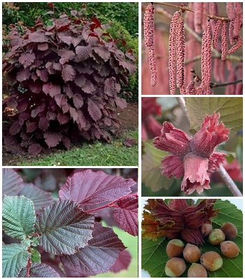 Ліщина звичайна "Rode Zellernoot"