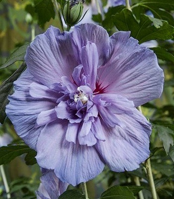 Гібіскус деревовидний "Blue Chiffon" 