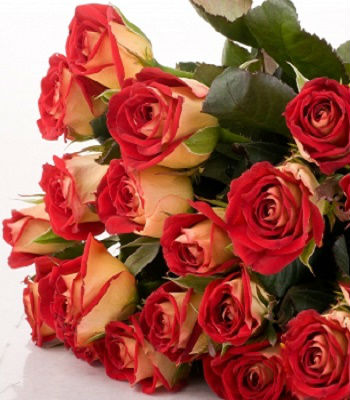 Троянда ч/г "Клеопатра" 