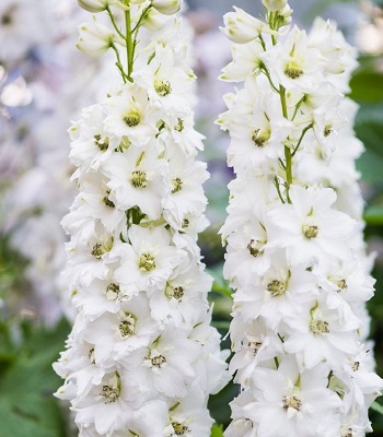 Дельфініум "Magic Fontain Pure White"