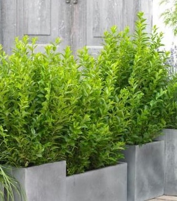 Бірючина "Green Diamond"