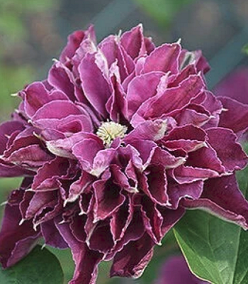 Клематис "Hot Love" 