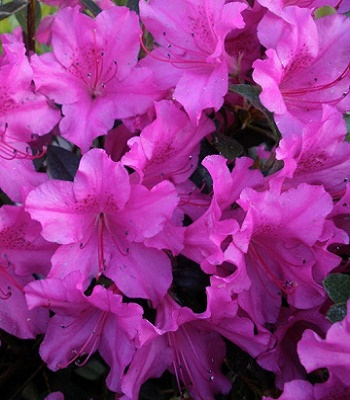 Азалія японська "Blaue Donau"