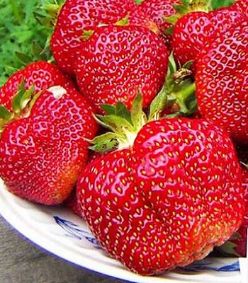 Полуниця (клубніка) "Фенелла" (10 шт).