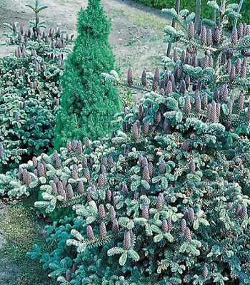 Ялиця корейська "Blue Magic" (Привита) 