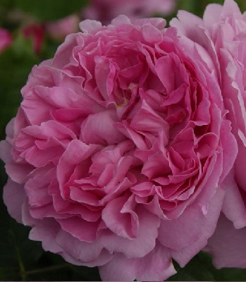 Троянда англійська "Mary Rose"