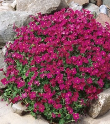 Обрієта "Axcent Burgundy"