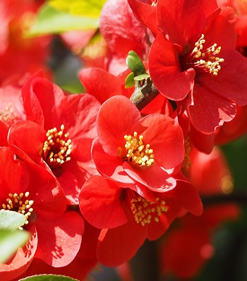 Хеномелес "Texas Scarlet" 