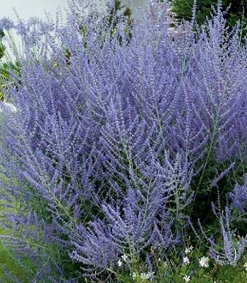 Перовська лебедолиста "Blue Spire"