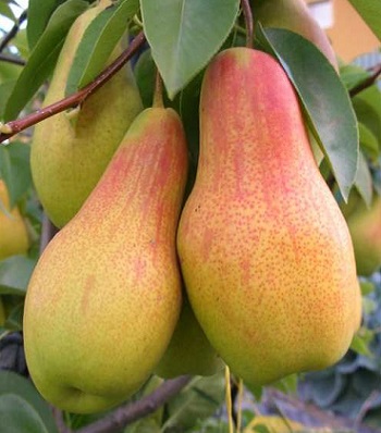 Груша осіння Талгарська Красуня