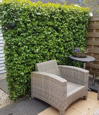 Бересклет Форчуна "Dart's Blanket" 