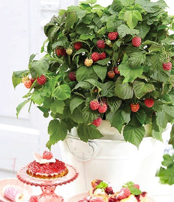Малина "BonBonBerry"Yummy" 