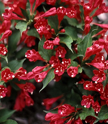 Вейгела гібридна "Red Prince" 
