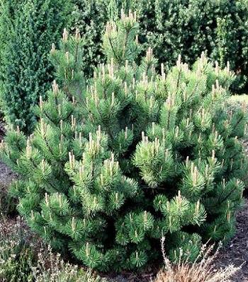 Сосна гірська "Mughus" 