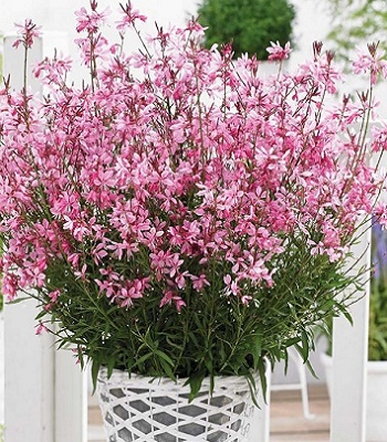 Гаура "Baby Butterfly Dark Pink"
