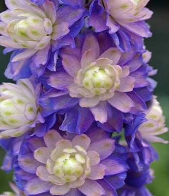 Дельфініум "Highlander ' Bolero"