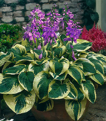 Хоста "Wide Brim" 