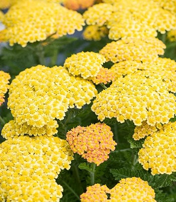 Деревій гібридний "Little Moonshine" 