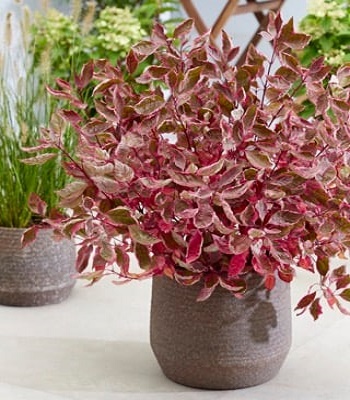 Дерен білий "Miracle" 