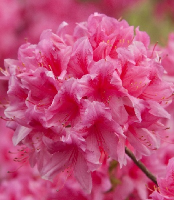 Азалія "Rosy Lights"