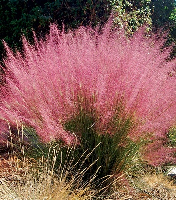 Muhlenbergia capillaris