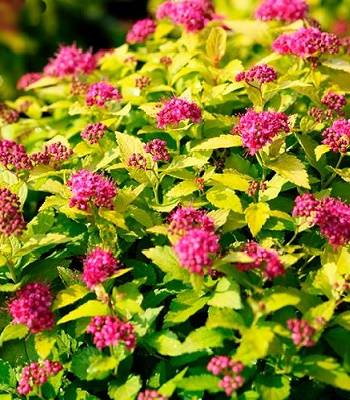 Спірея японська "Golden Jack" 