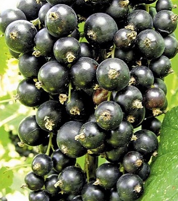 Смородина "Біг Бен" 