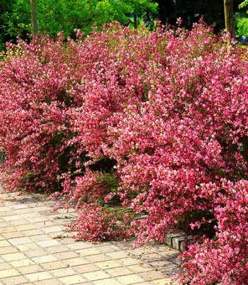 Ракитник "Boskoop Ruby" 