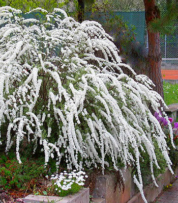 Спірея сіра "Grefsheim" 