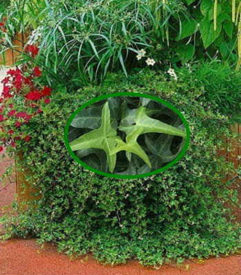 Плющ звичайний "Sagittifolia"