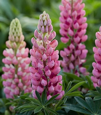 Люпин "Rose Shades" 